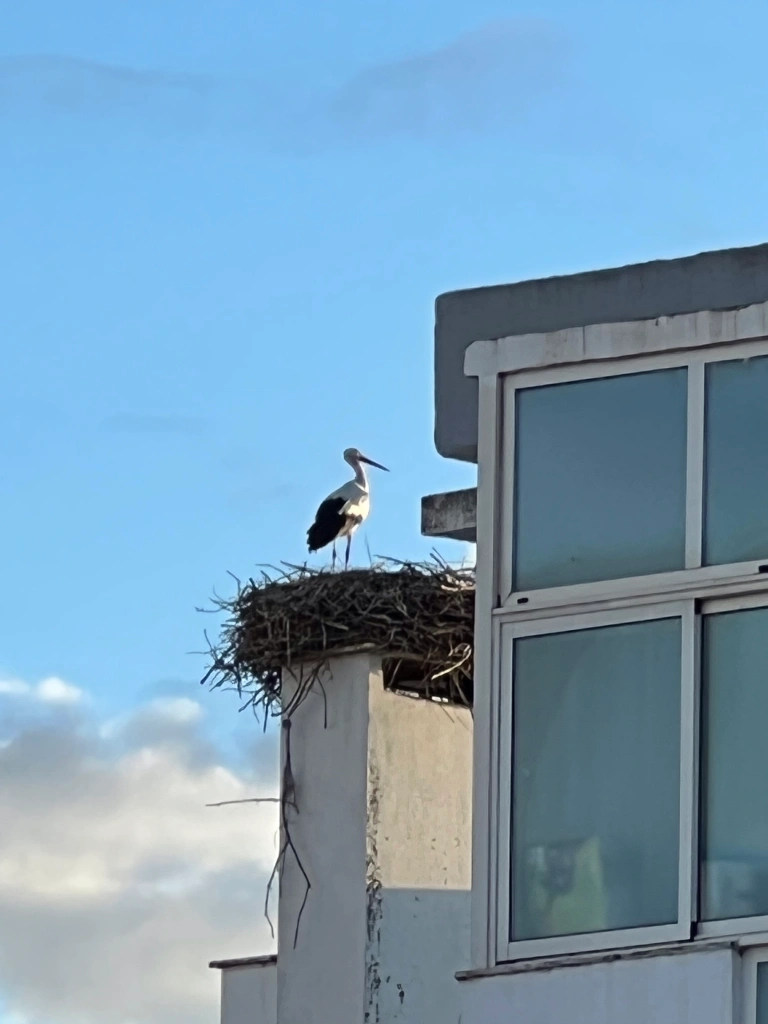 stork nest in an apartment chimney in Azambuja