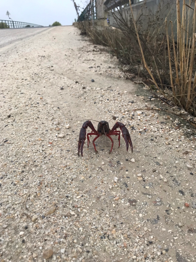 crawfish on the trail