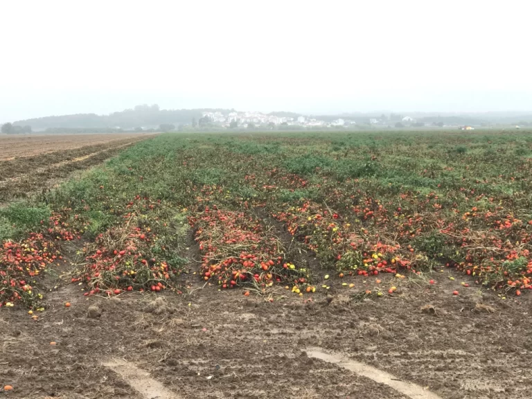 tomatoes -- near the end of the harvest