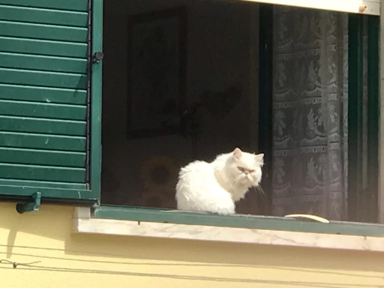 kitty attitude in Vila Nova da Rainha