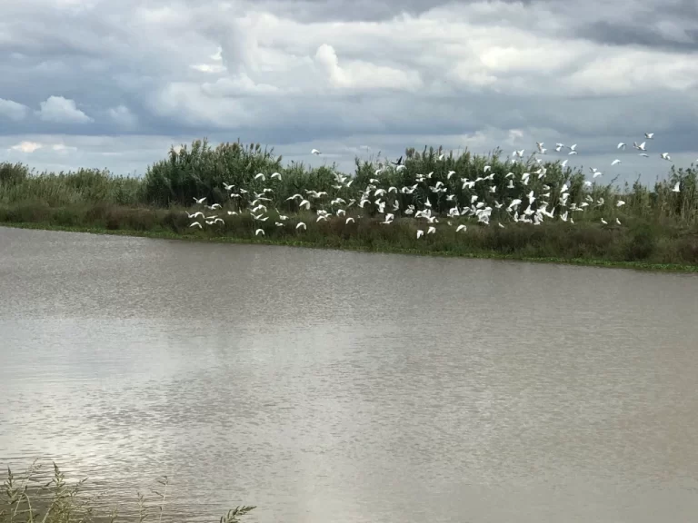 egrets on the lake disturbed by walkers