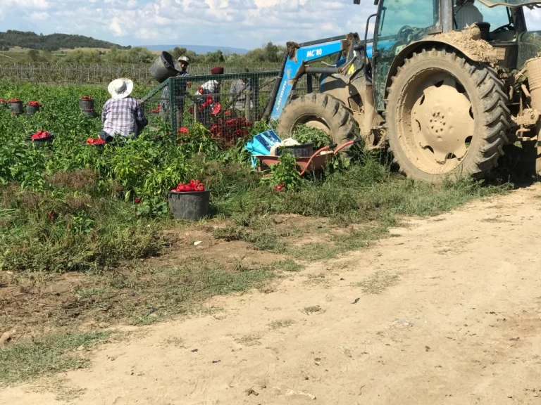 workers haresting red peppers