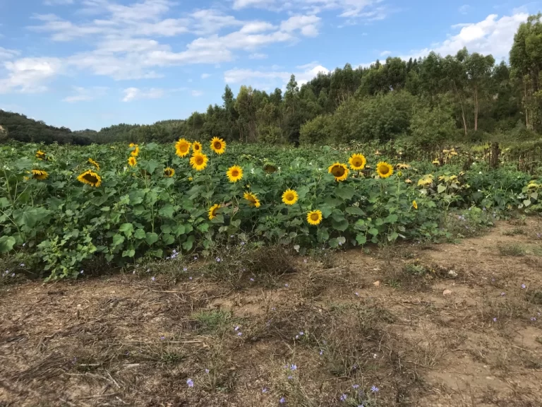 sunflowers