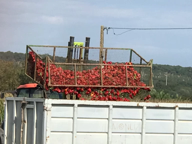 red peppers being dumped into a container