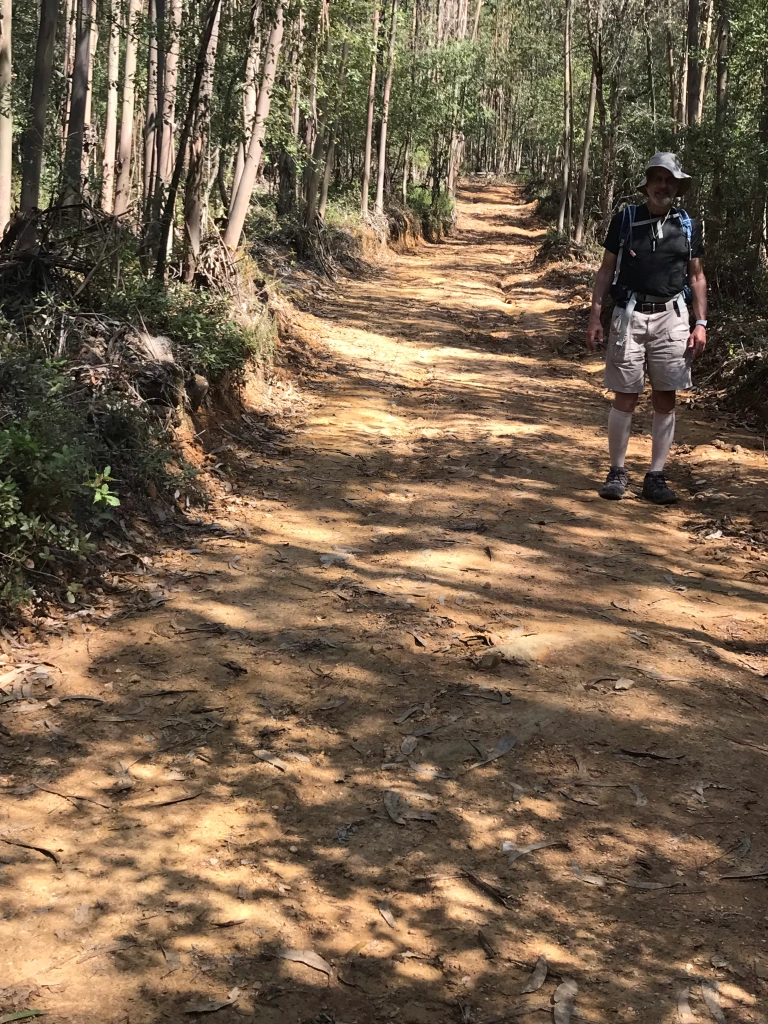 walking a quiet forest road in shade