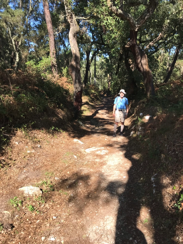 Another forest trail