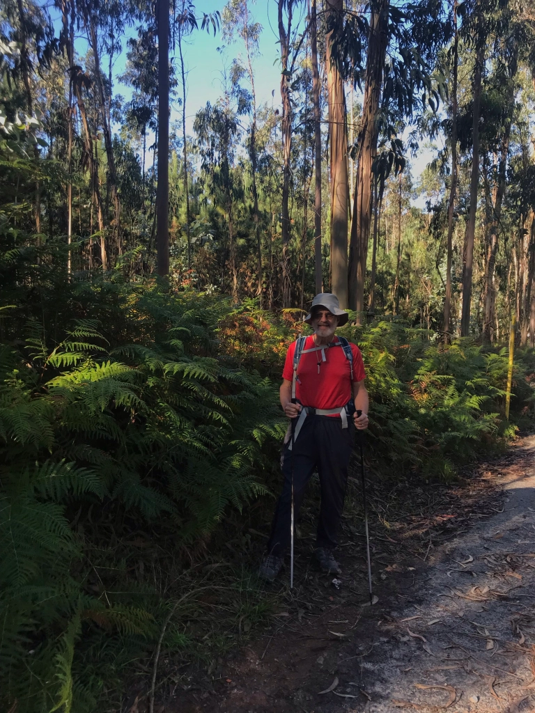 forest trail with Eucalyptus cover