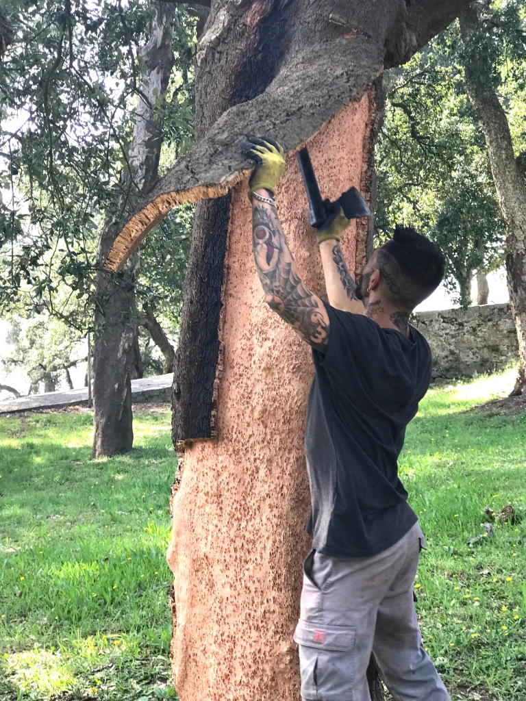 harvesting the rubber