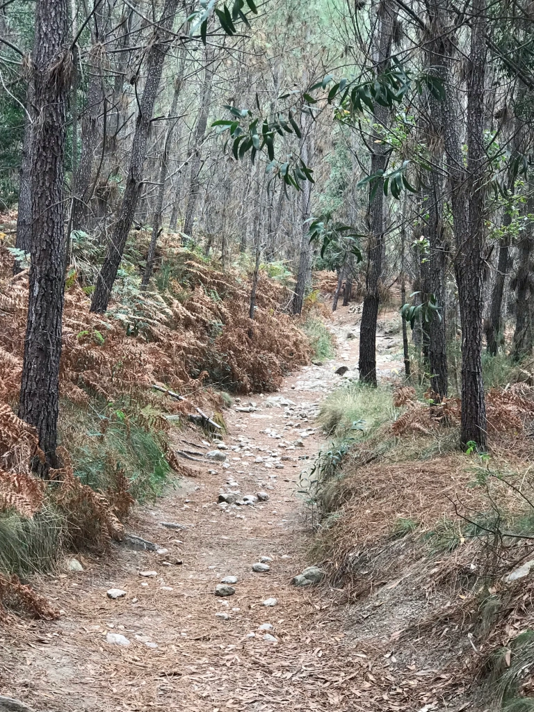 rocky trail