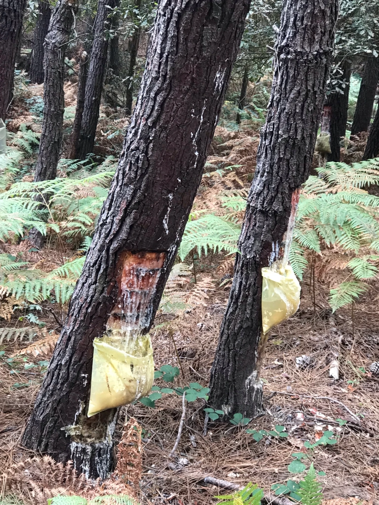 rubber trees with sap