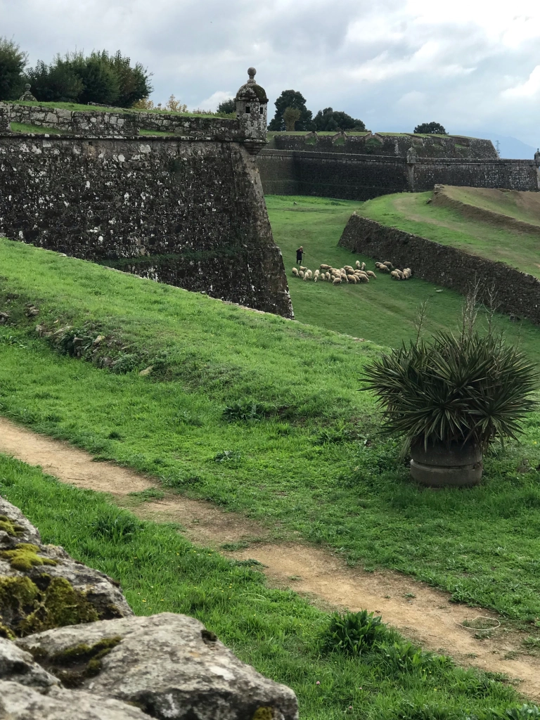 Valenca fortress with grazing sheep