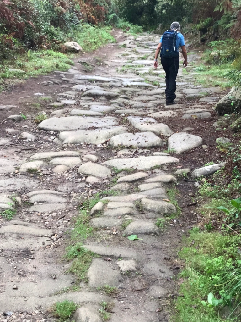 rough woodland path